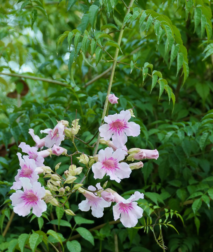 Foto van Roze trompetwinde