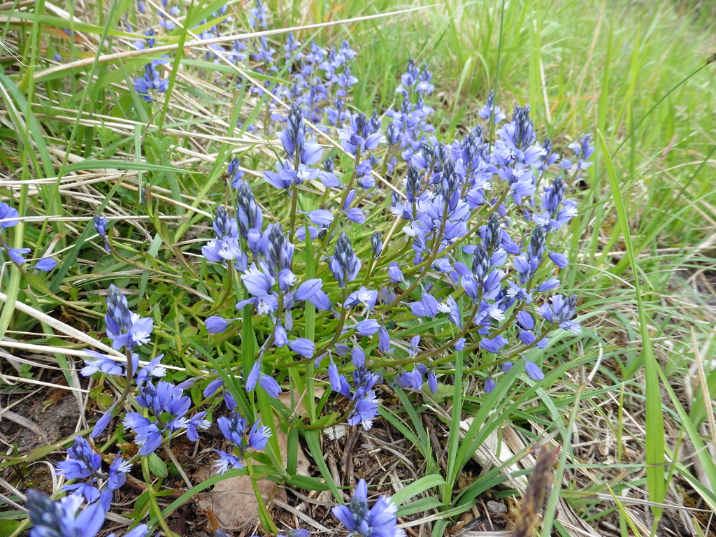 Foto van Kalkvleugeltjesbloem