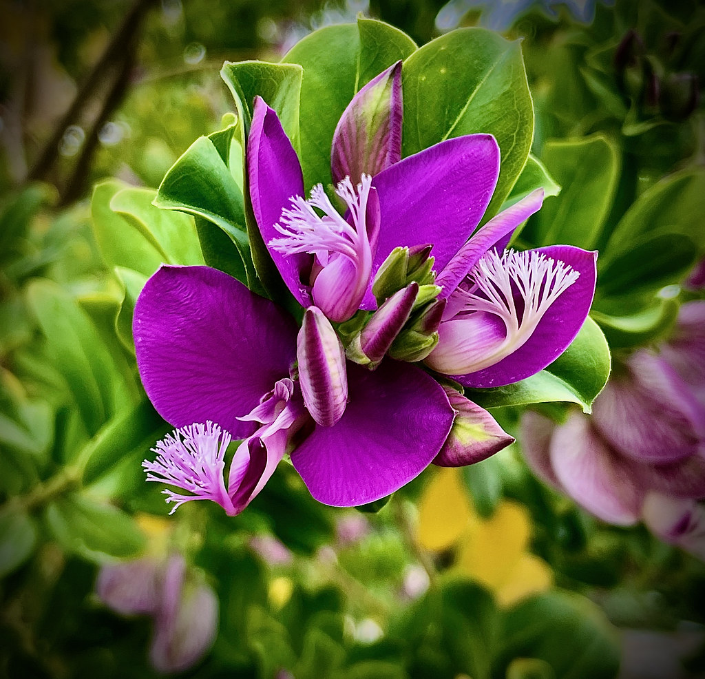 Foto van Vleugeltjesbloem