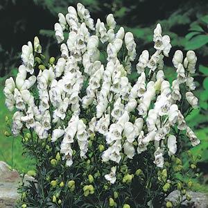 Foto van Aconitum 'Eleonara'