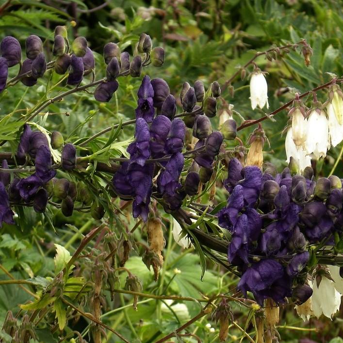 Foto van Aconitum ‘Spark's Variety’