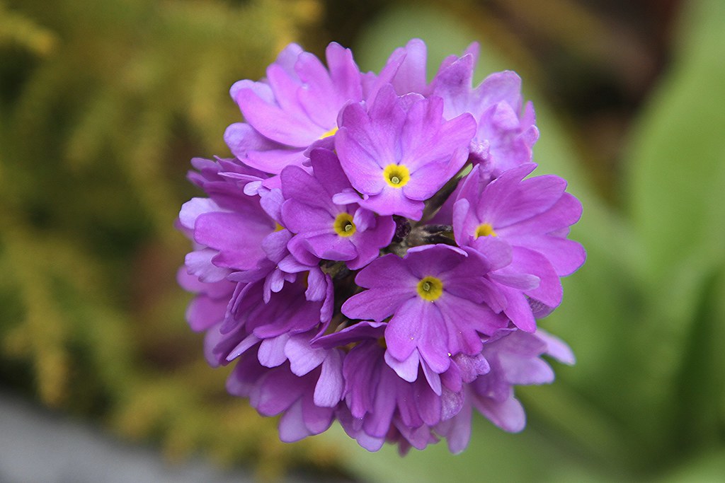 Foto van Kogelprimula