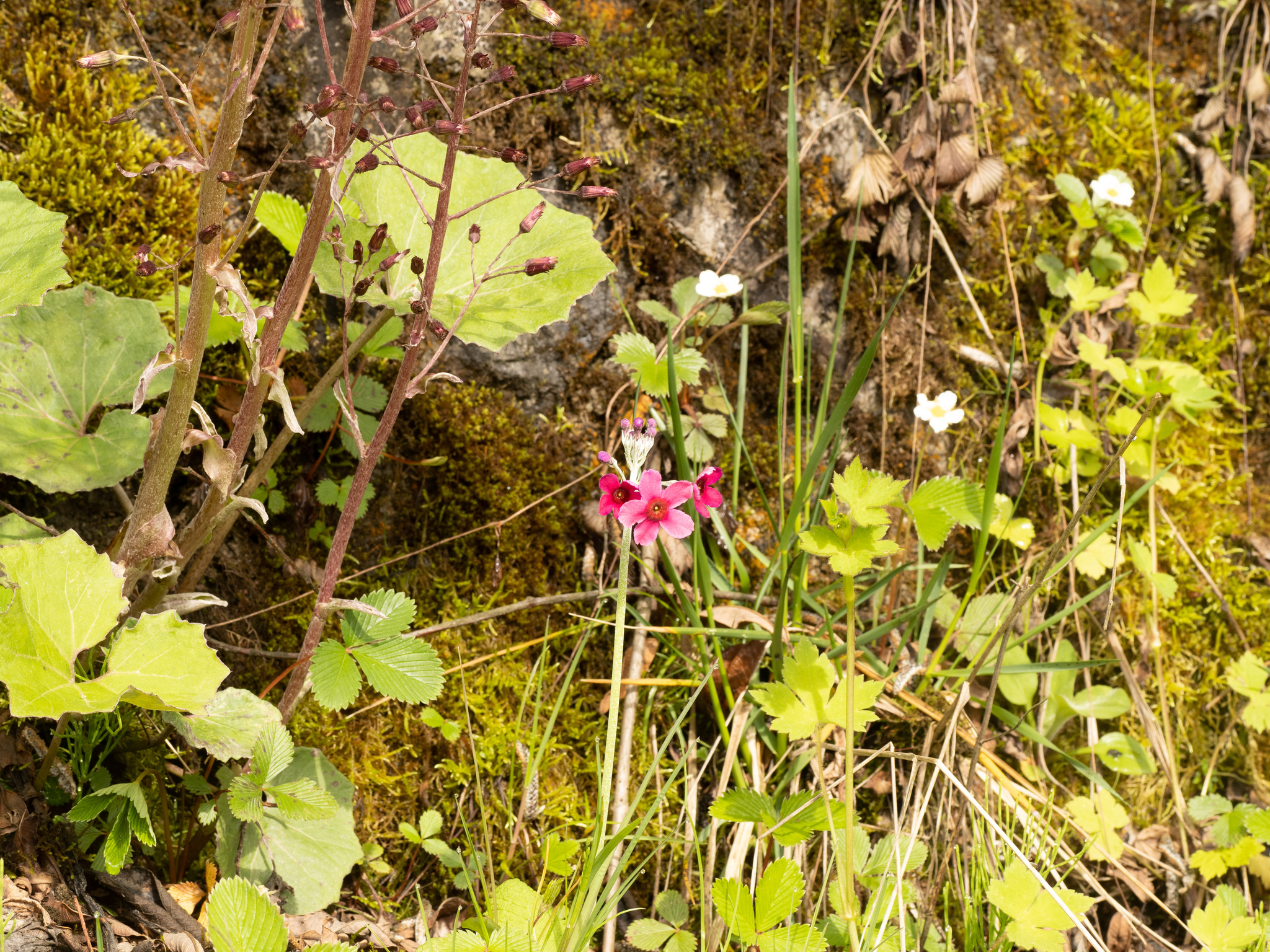 Foto van Etagesleutelbloem