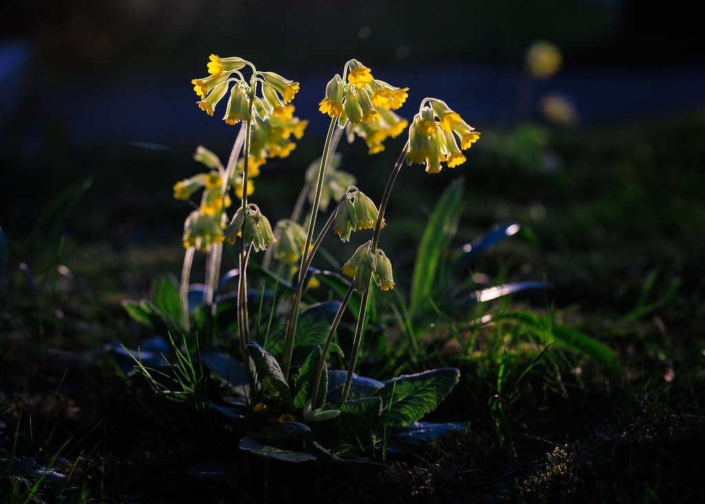 Foto van Gulden sleutelbloem