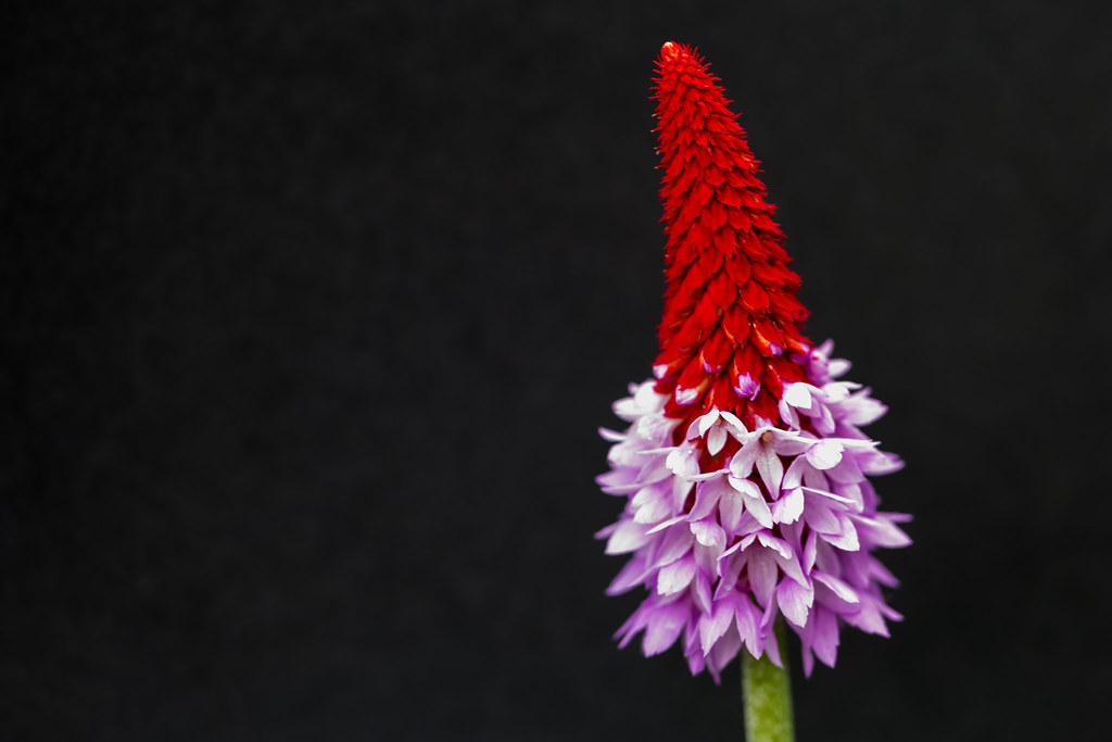 Foto van Orchideeprimula