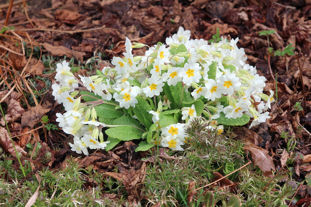 Foto van Stengelloze sleutelbloem