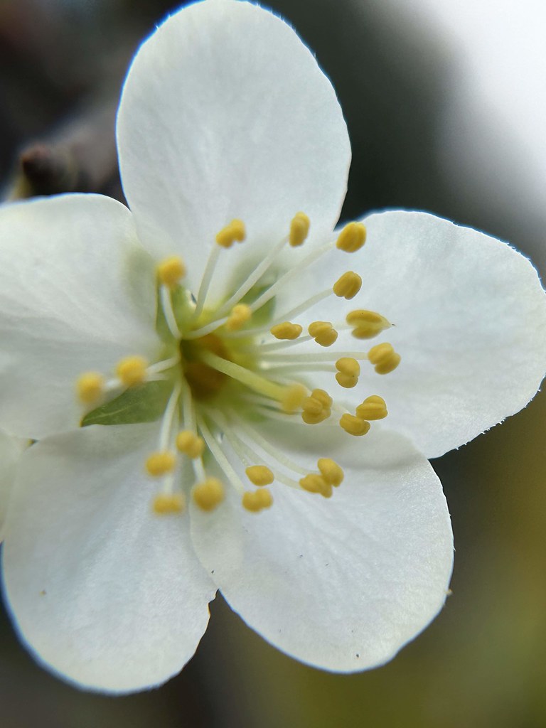 Foto van Pruim