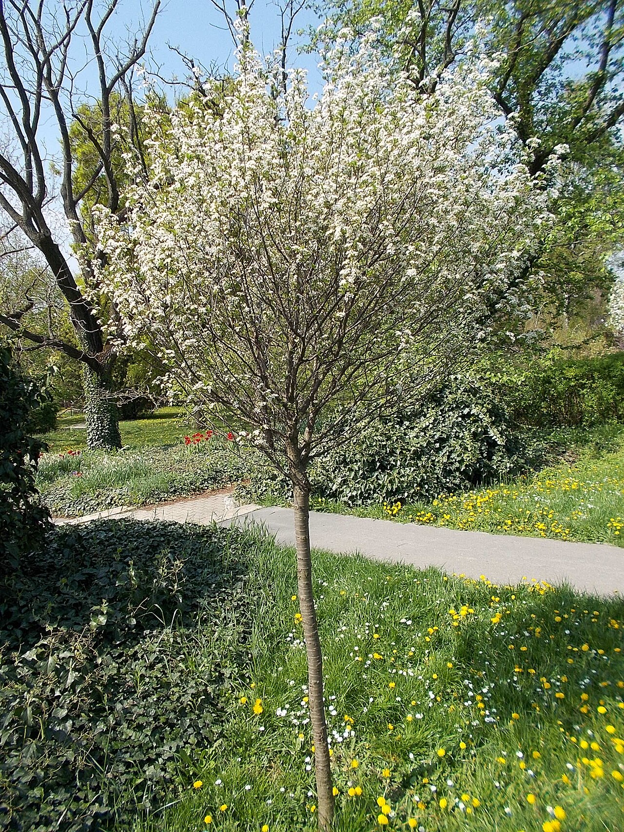 Foto van Bolprunus ‘Umbraculifera’