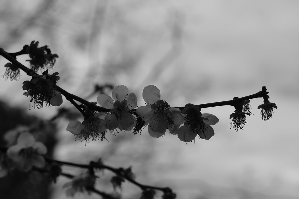 Foto van Japanse abrikoos