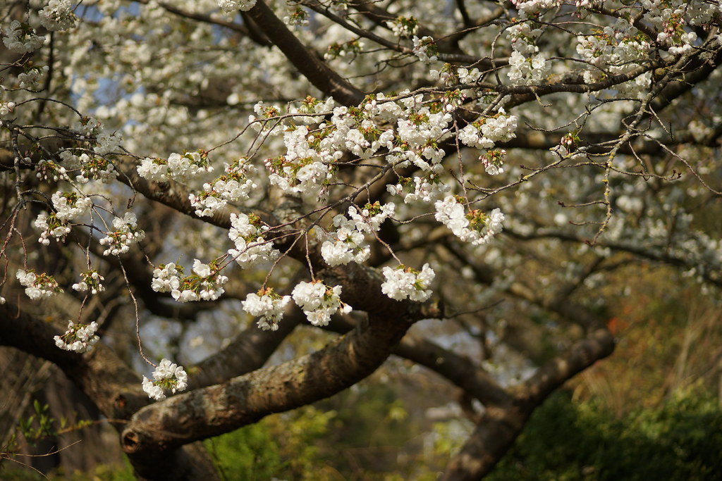 Foto van Japanse sierkers