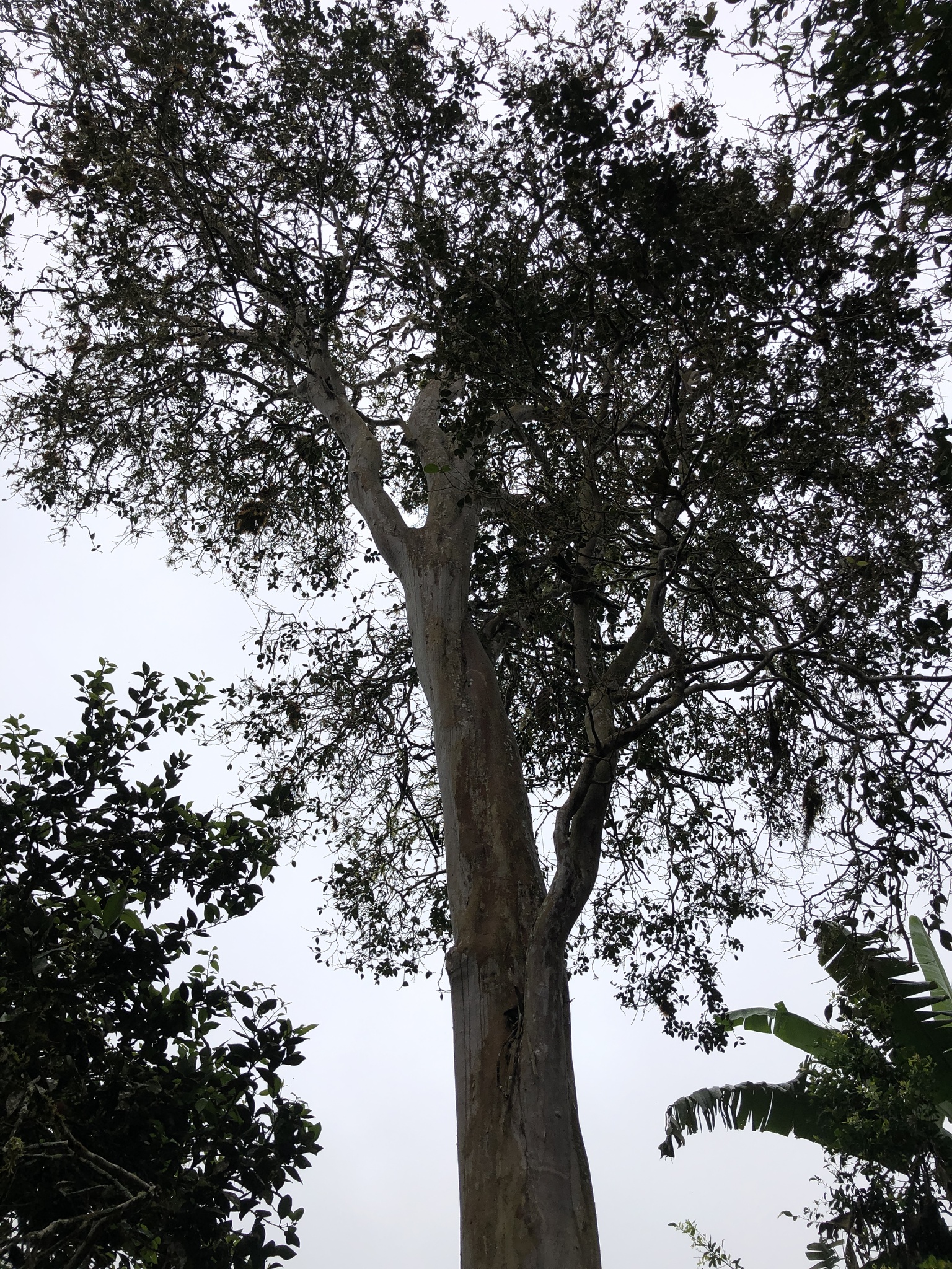Foto van Galapagos-guave