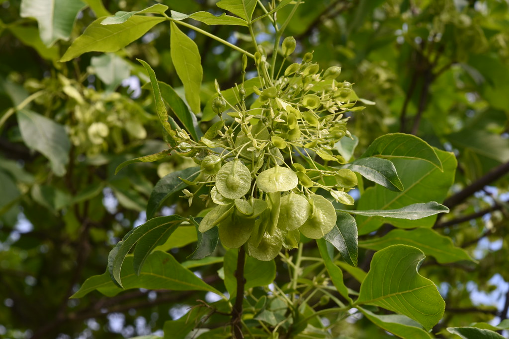 Foto van Lederboom