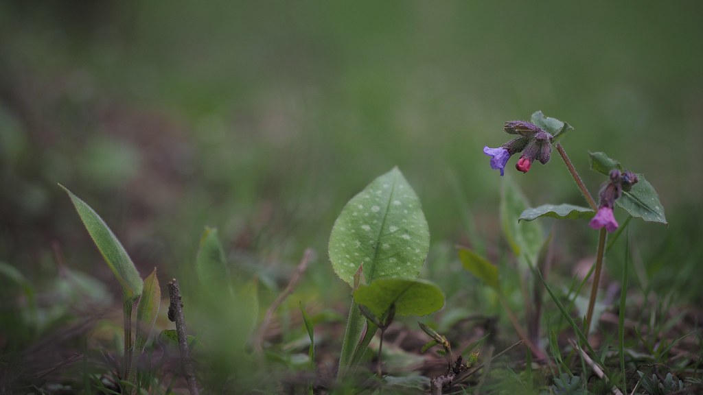 Foto van Gevlekt longkruid