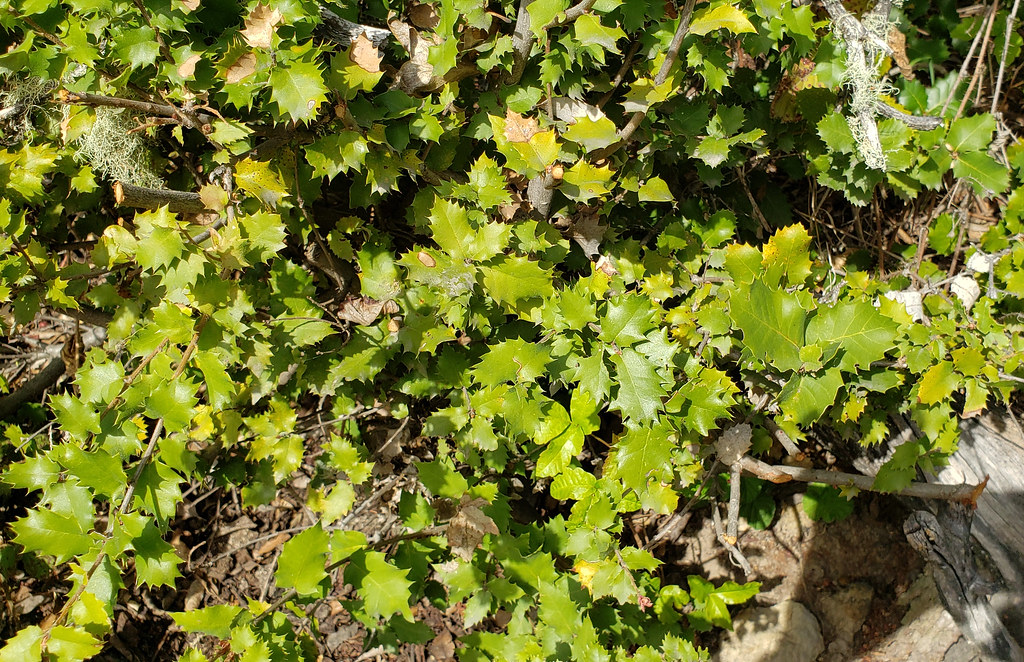 Foto van Californische struikeik