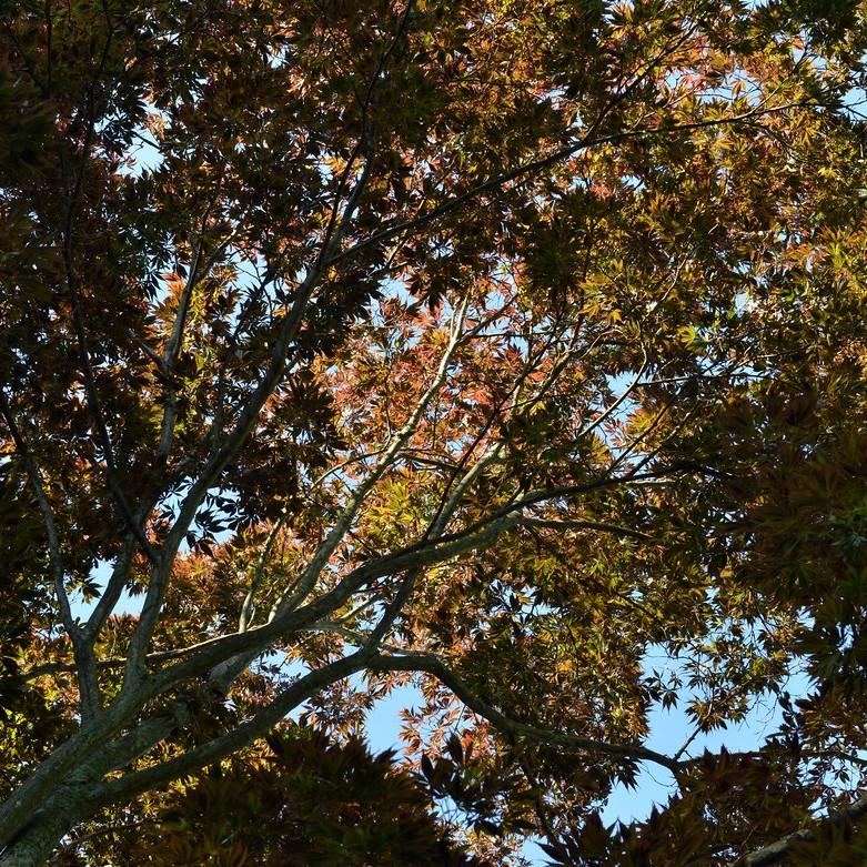 Foto van Japanse esdoorn ‘Burgundy Lace’