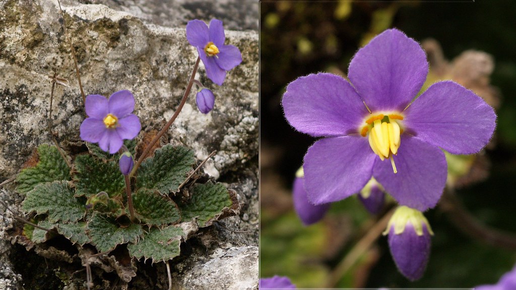 Foto van Pyrenees viooltje