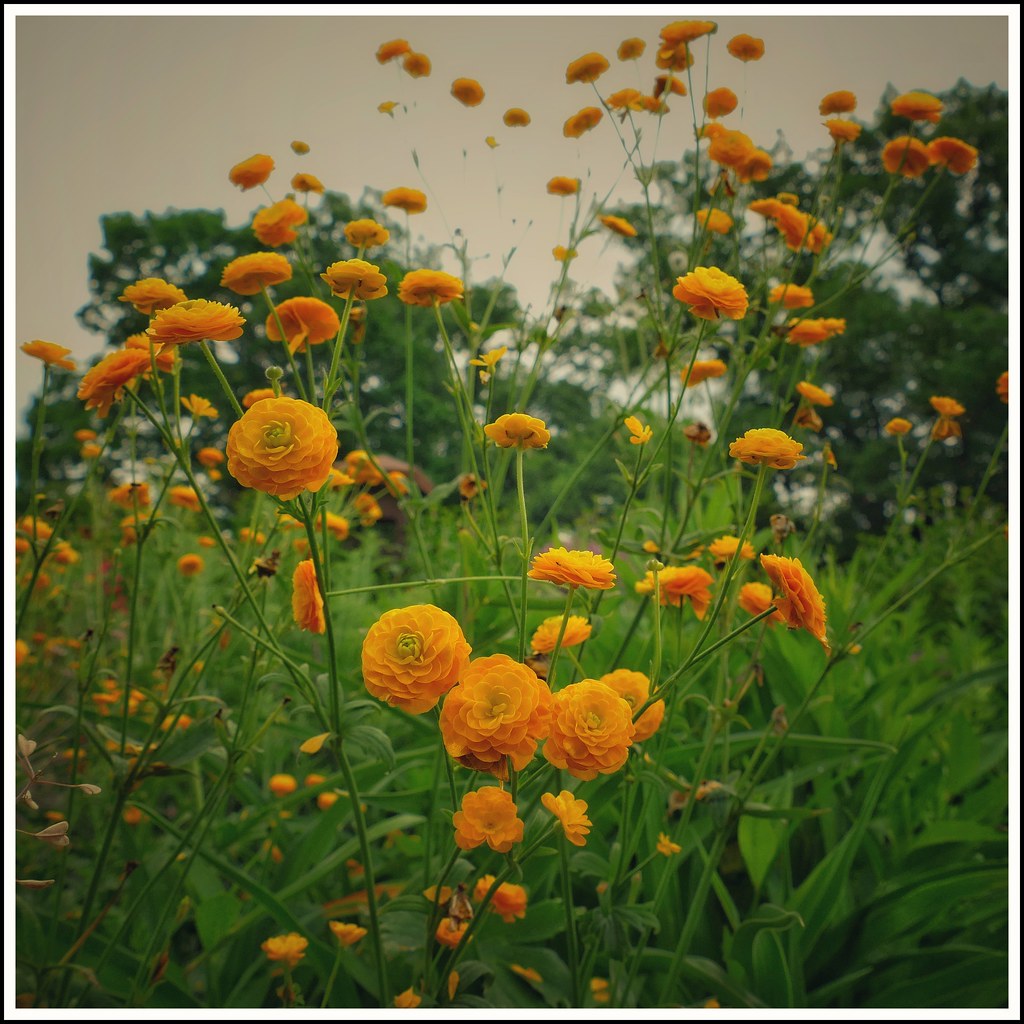 Foto van Scherpe boterbloem