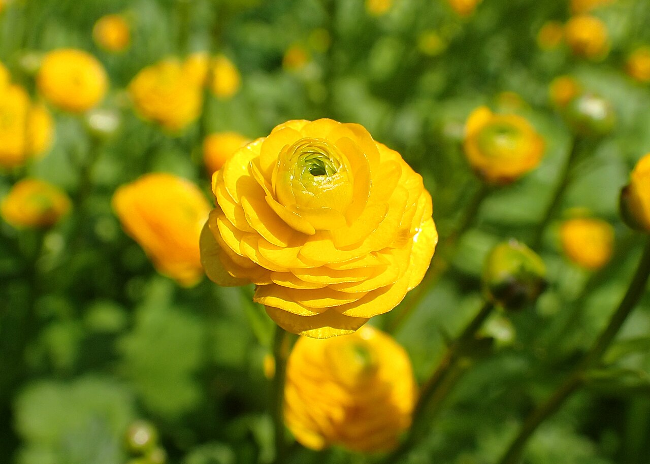Foto van Gouden knoopjes ‘Multiplex’