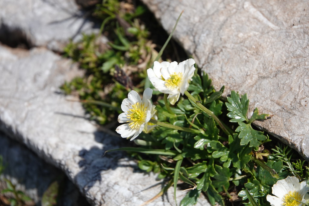Foto van Alpenboterbloem