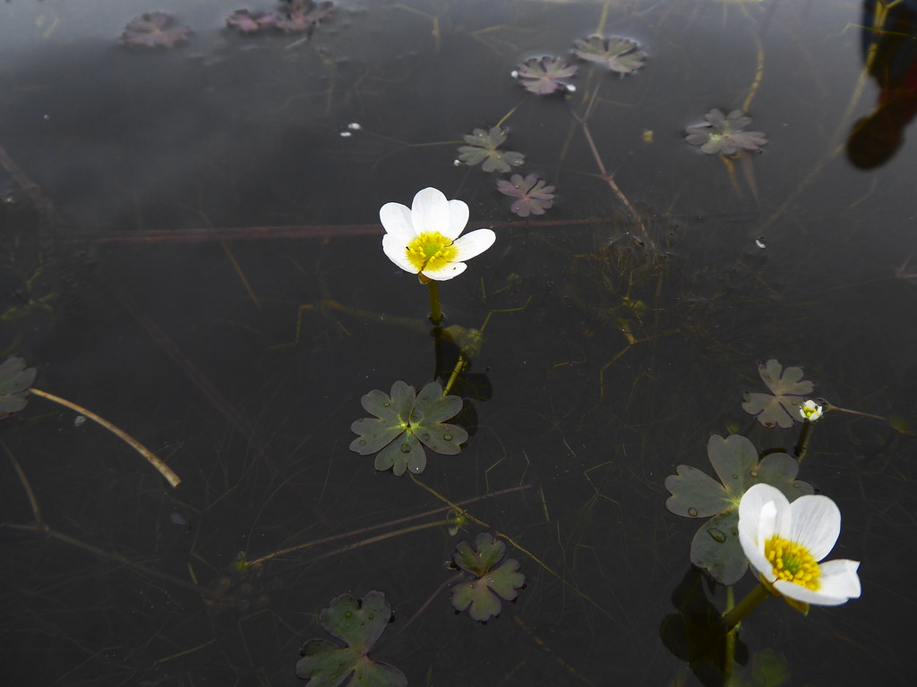 Foto van Middelste waterranonkel
