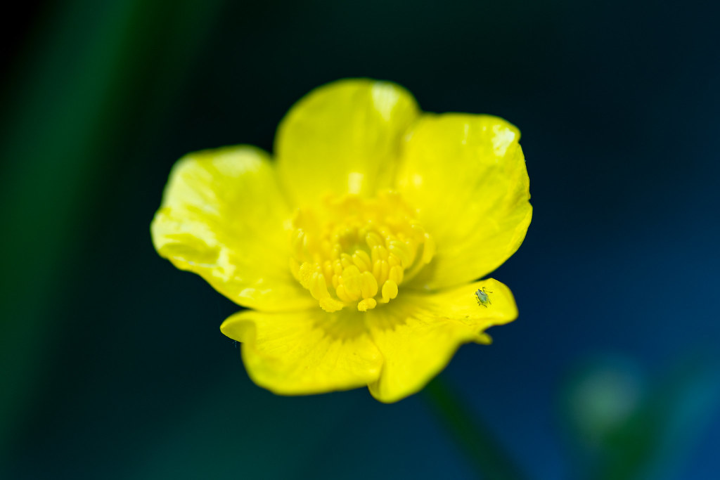Foto van Knolboterbloem