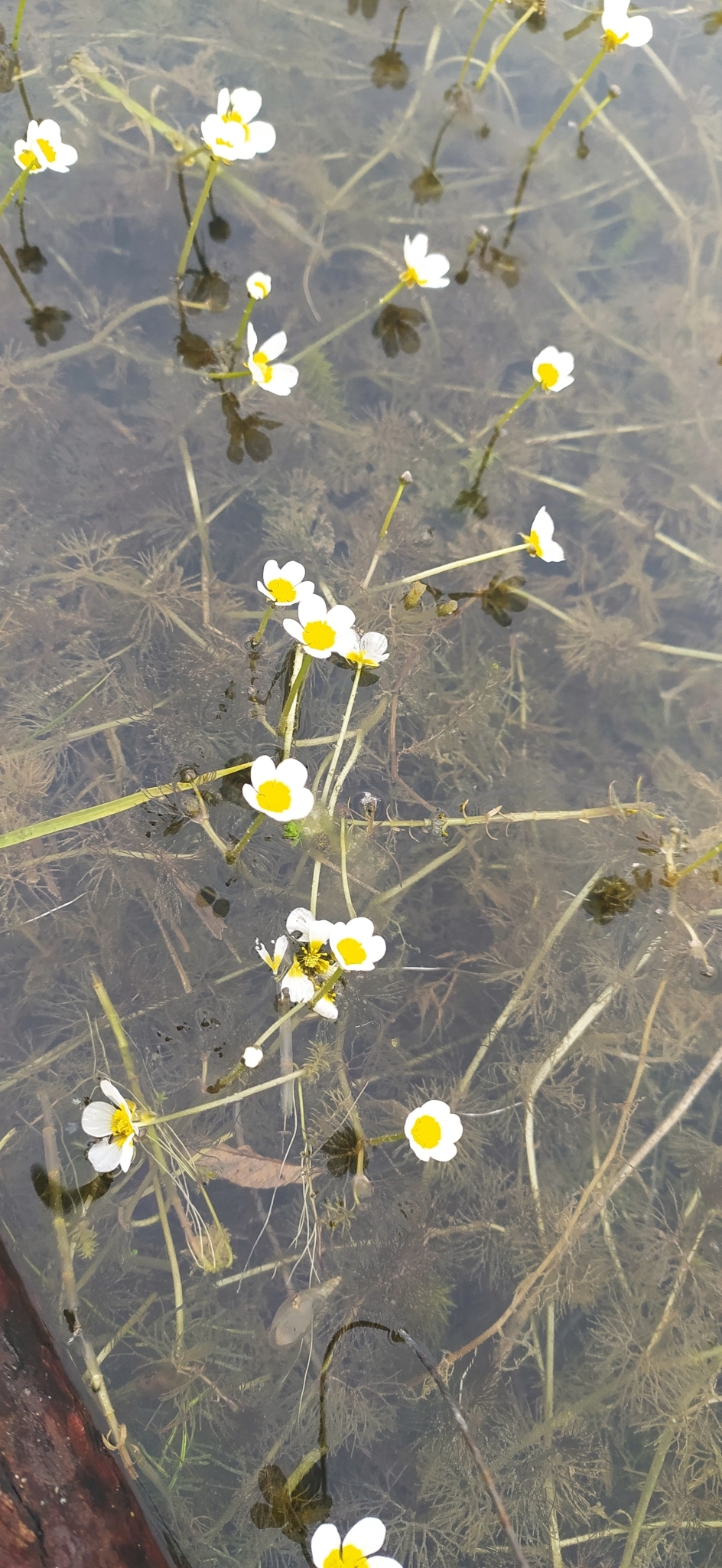 Foto van Stijve waterranonkel