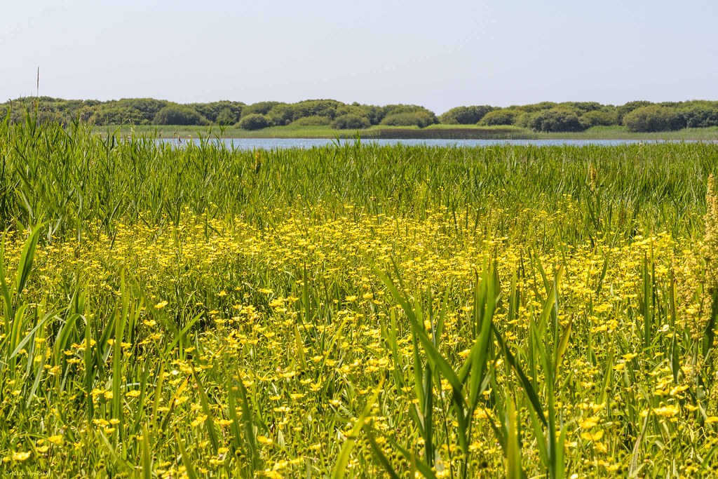 Foto van Grote boterbloem