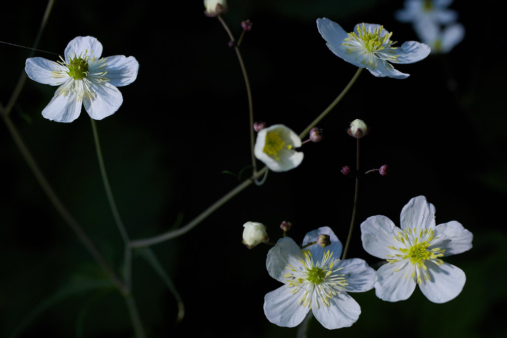 Foto van Plataanbladige boterbloem