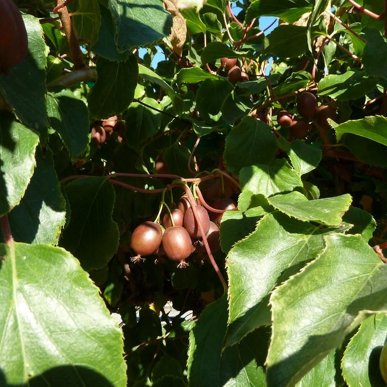 Foto van Mini-kiwi