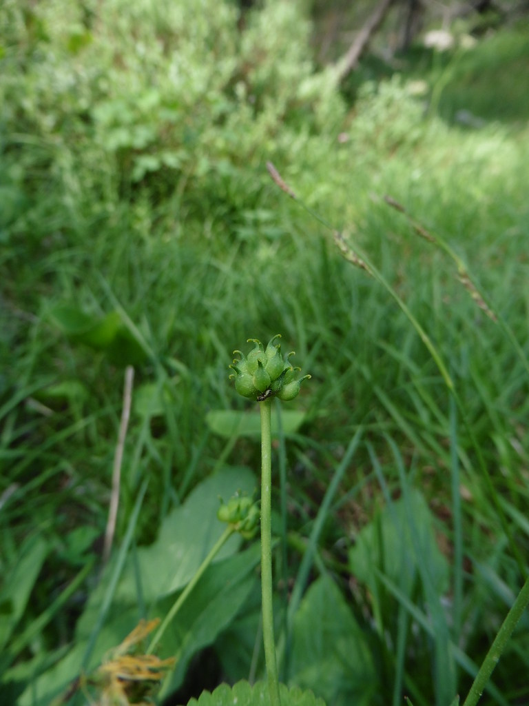 Foto van Gifboterbloem