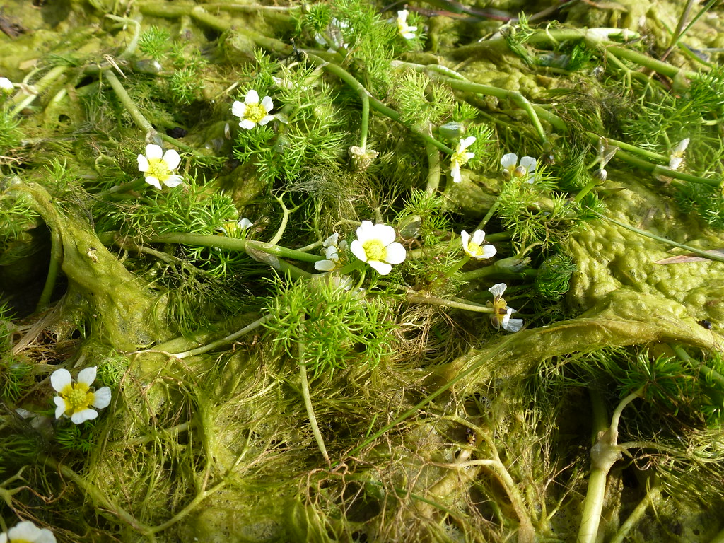 Foto van Kleine waterranonkel