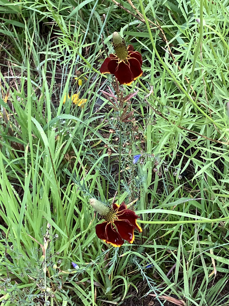 Foto van Prairiekegelbloem