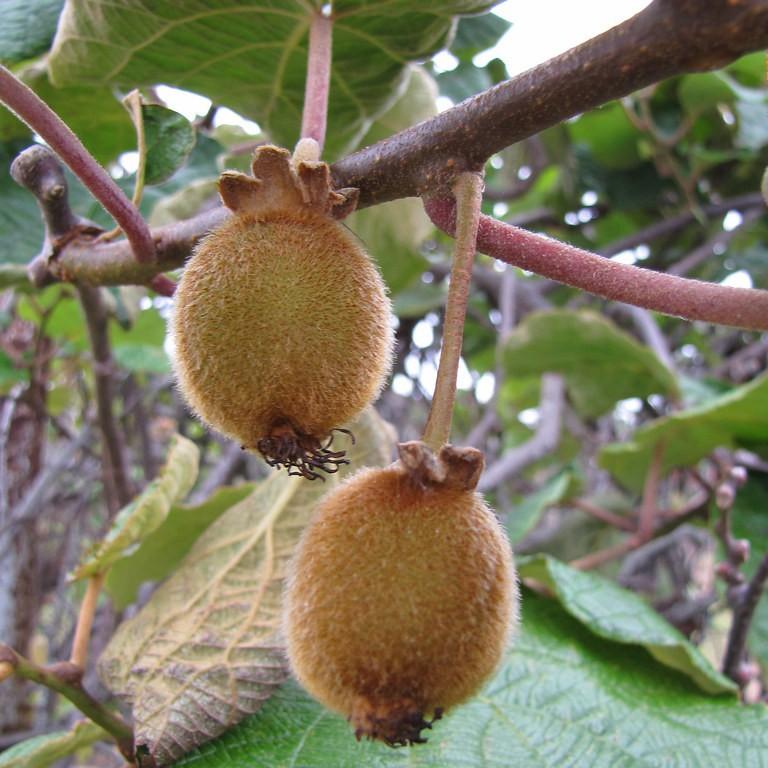 Foto van Kiwi
