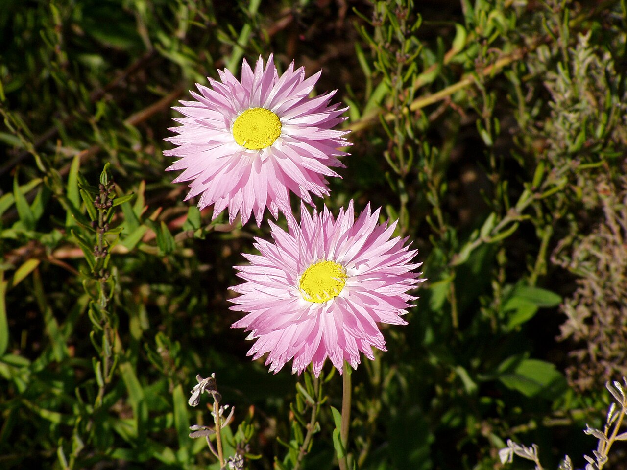 Foto van Roze zonnestrobloem ‘rosea’