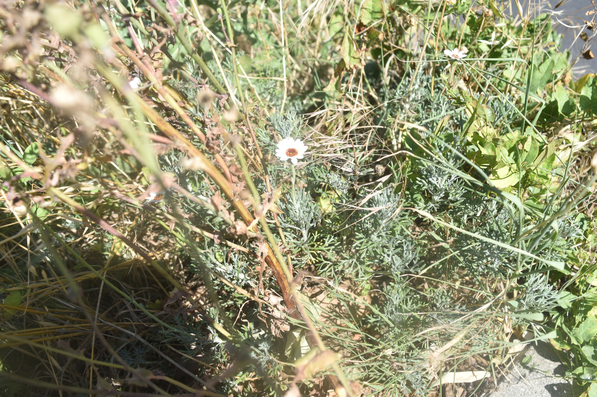 Foto van Marrokkaanse margriet