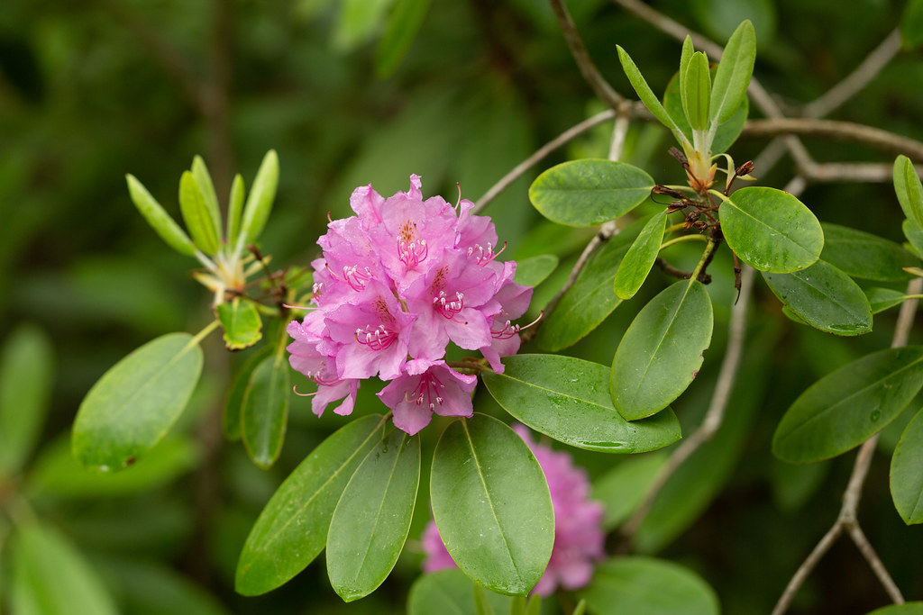 Foto van Holbladige rododendron