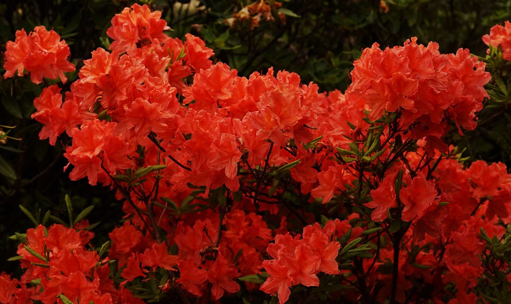 Foto van Chinese azalea