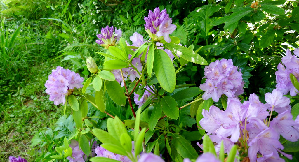 Foto van Pontische rododendron