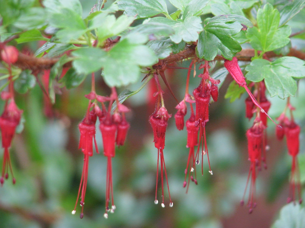 Foto van Fuchsiakruisbes