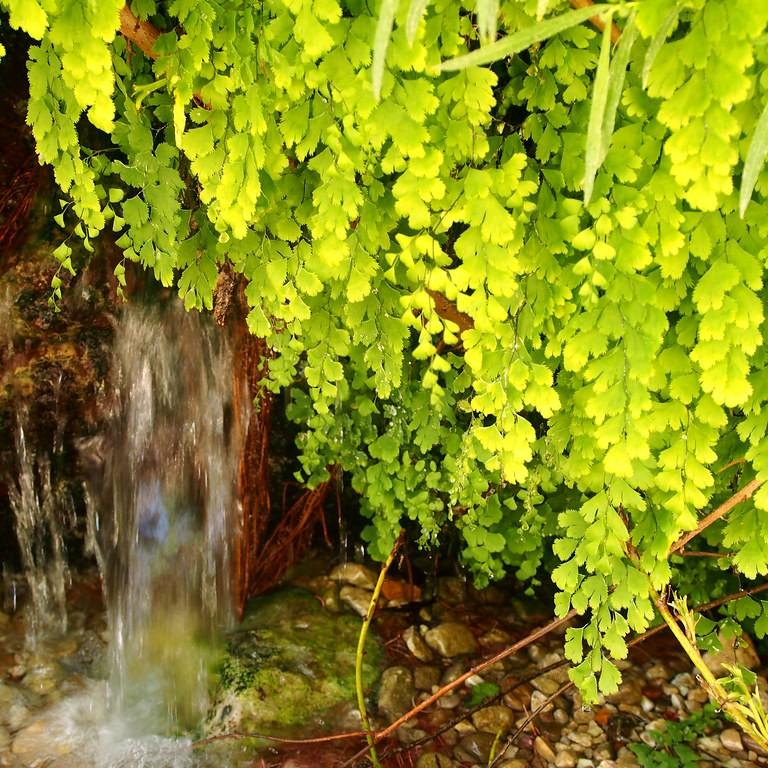Foto van Vrouwenhaarfarn