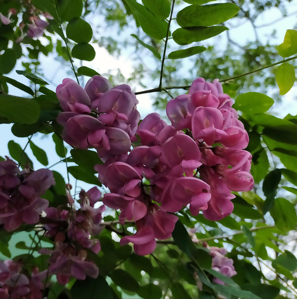 Foto van Ruwe robinia