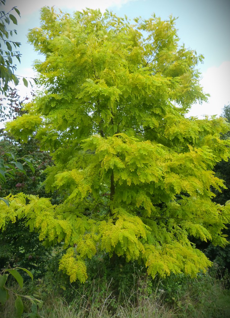 Foto van Kogelrobinia ‘Umbraculifera’