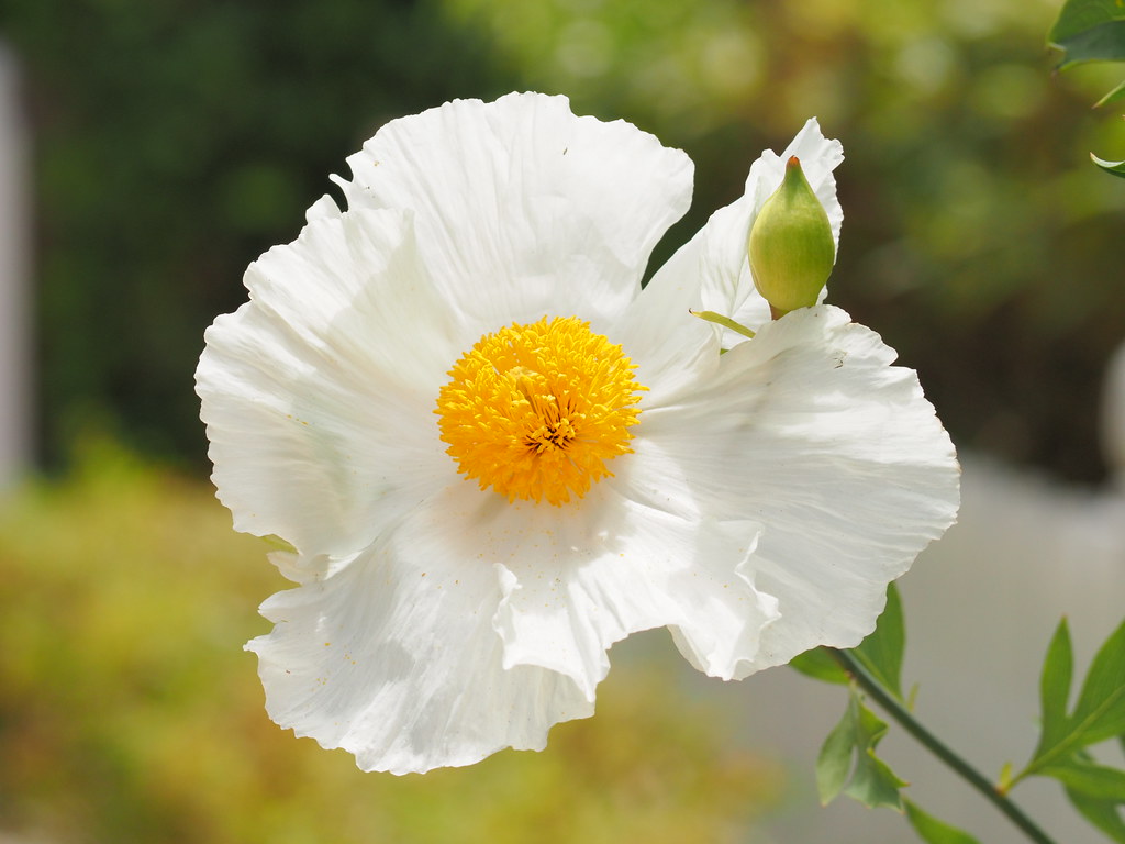 Foto van Californische boompapaver