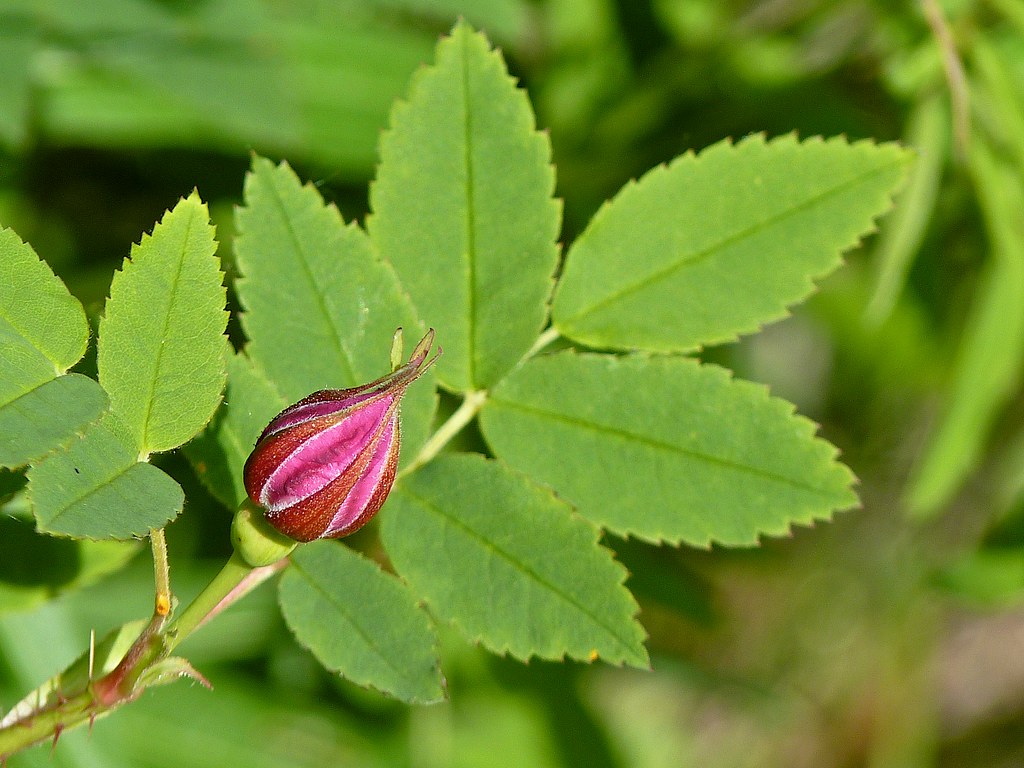 Foto van Naaldroos