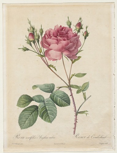 Foto van Honderdbladige roos