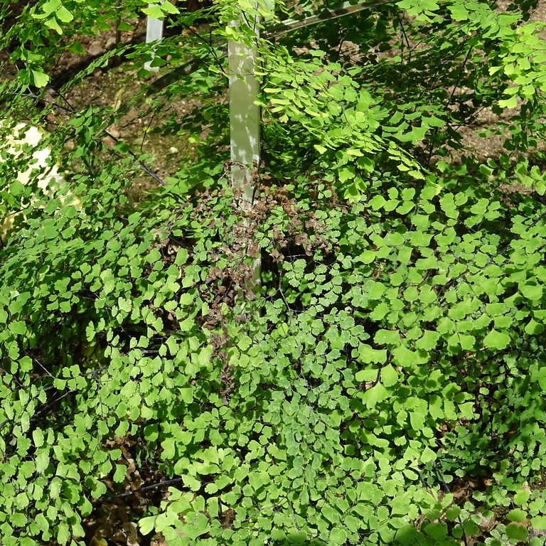 Foto van Maidenhairvaren