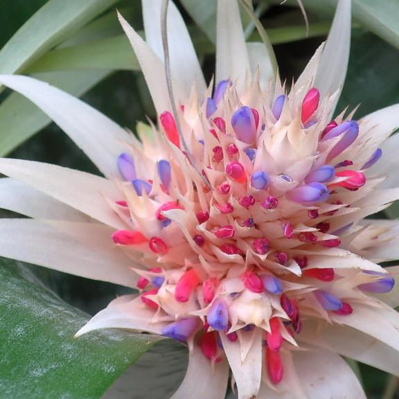 Foto van Aechmea fasciata