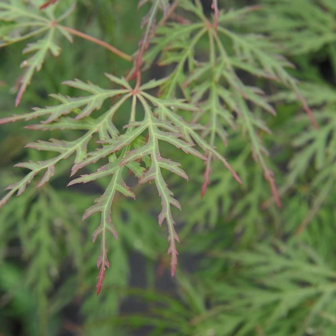 Foto van Japanse esdoorn ‘Chantilly Lace’