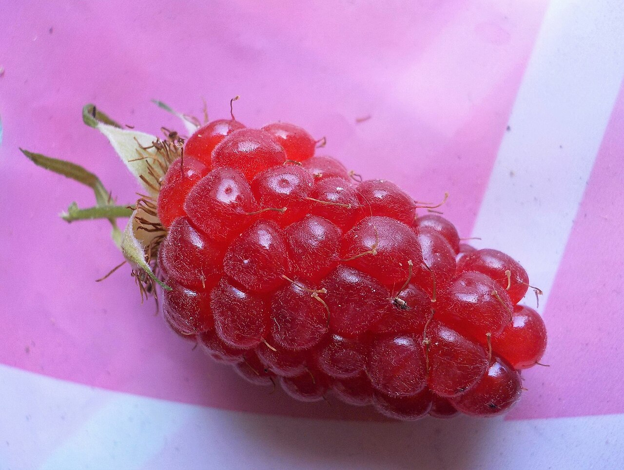Foto van Tayberry braam