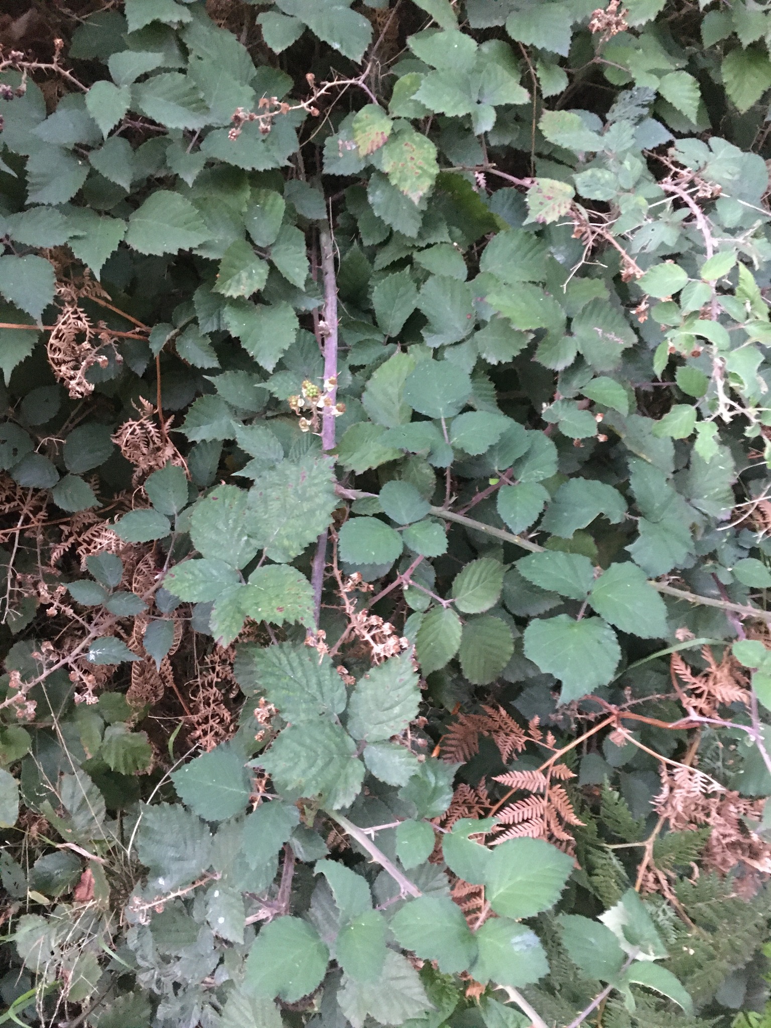 Foto van Koebraam